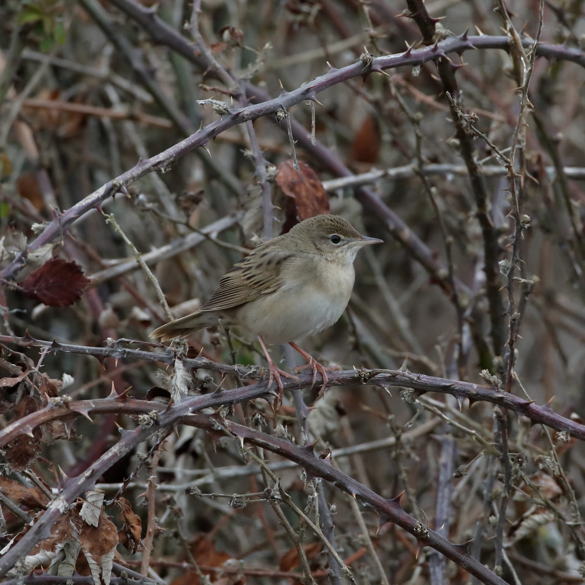 Grasshopper Warbler