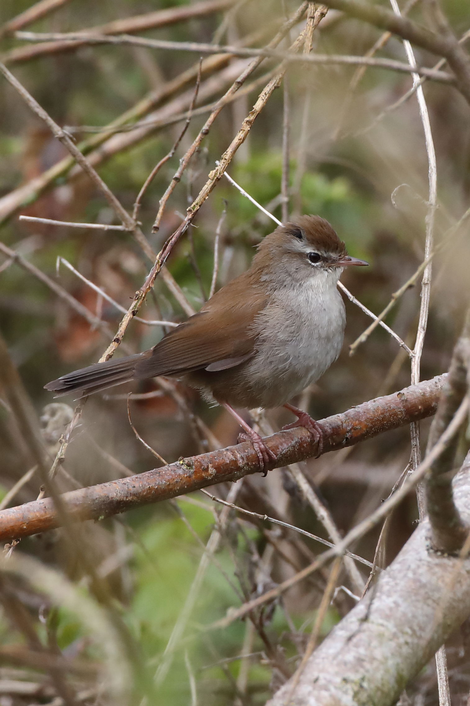 Cetti's Warbler