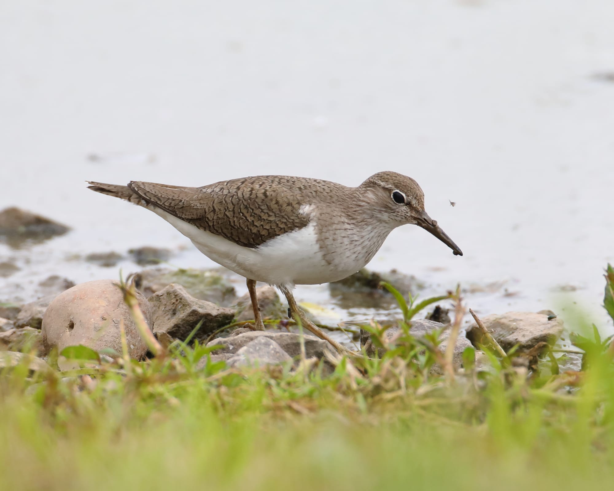 Common Sandpiper