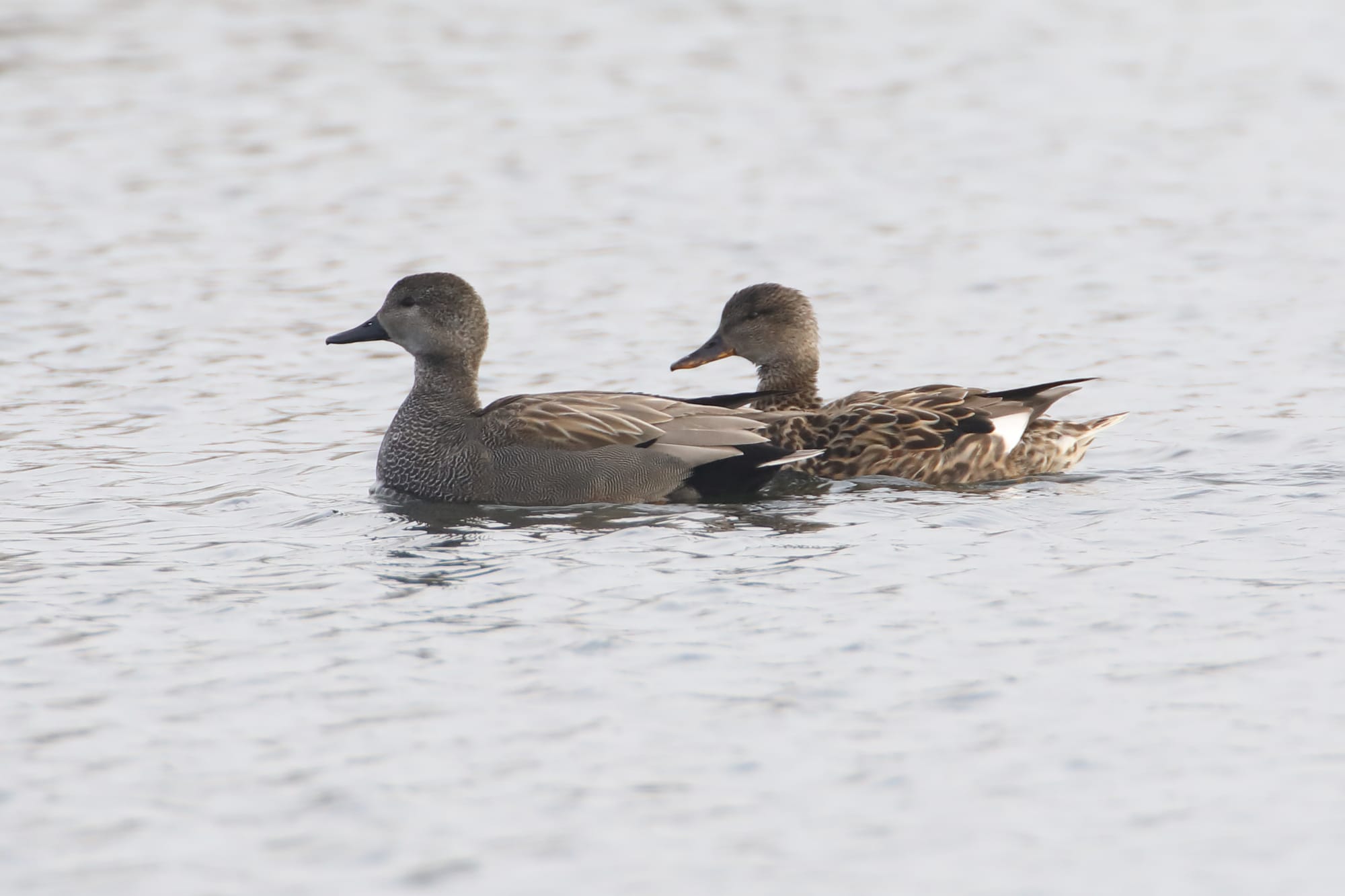 Gadwall