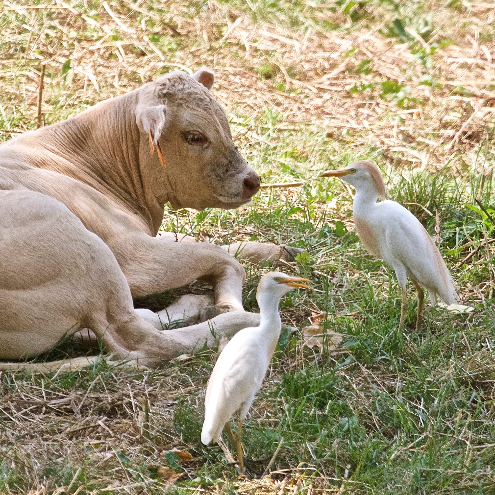 Cattle Egrets