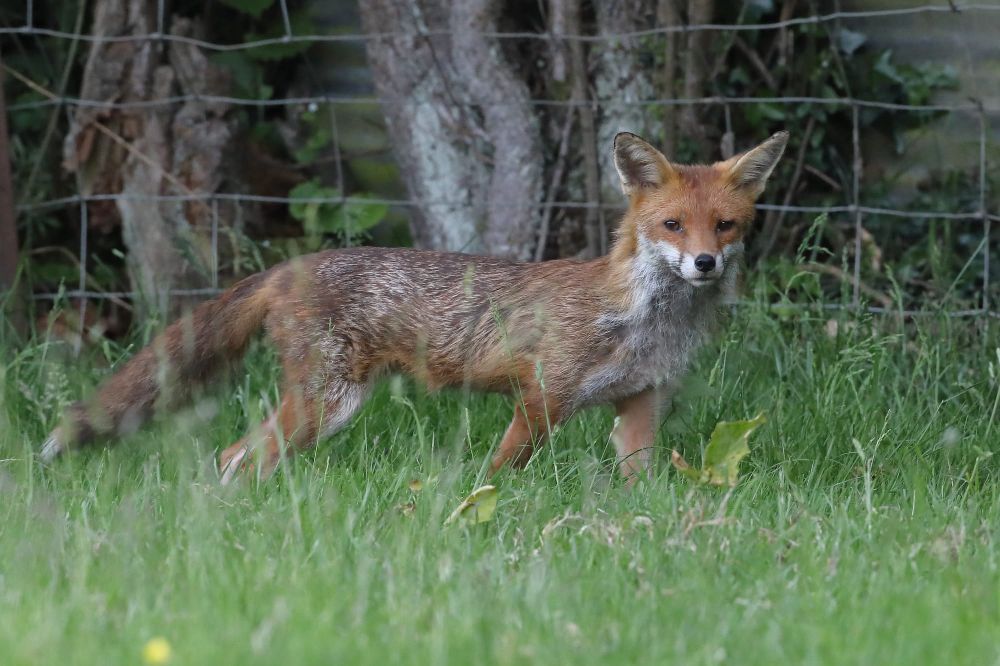 Red Fox