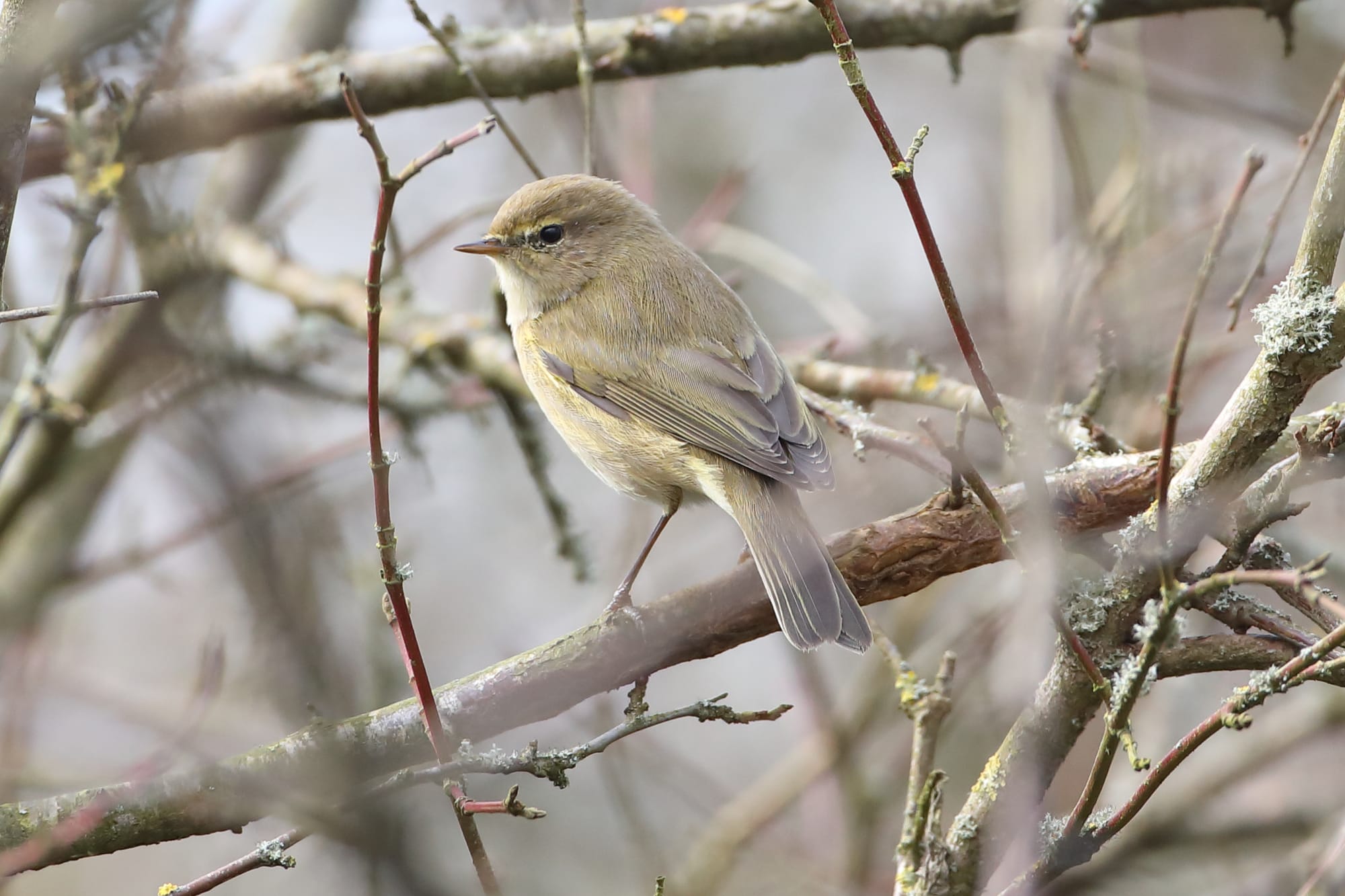 Chiffchaff