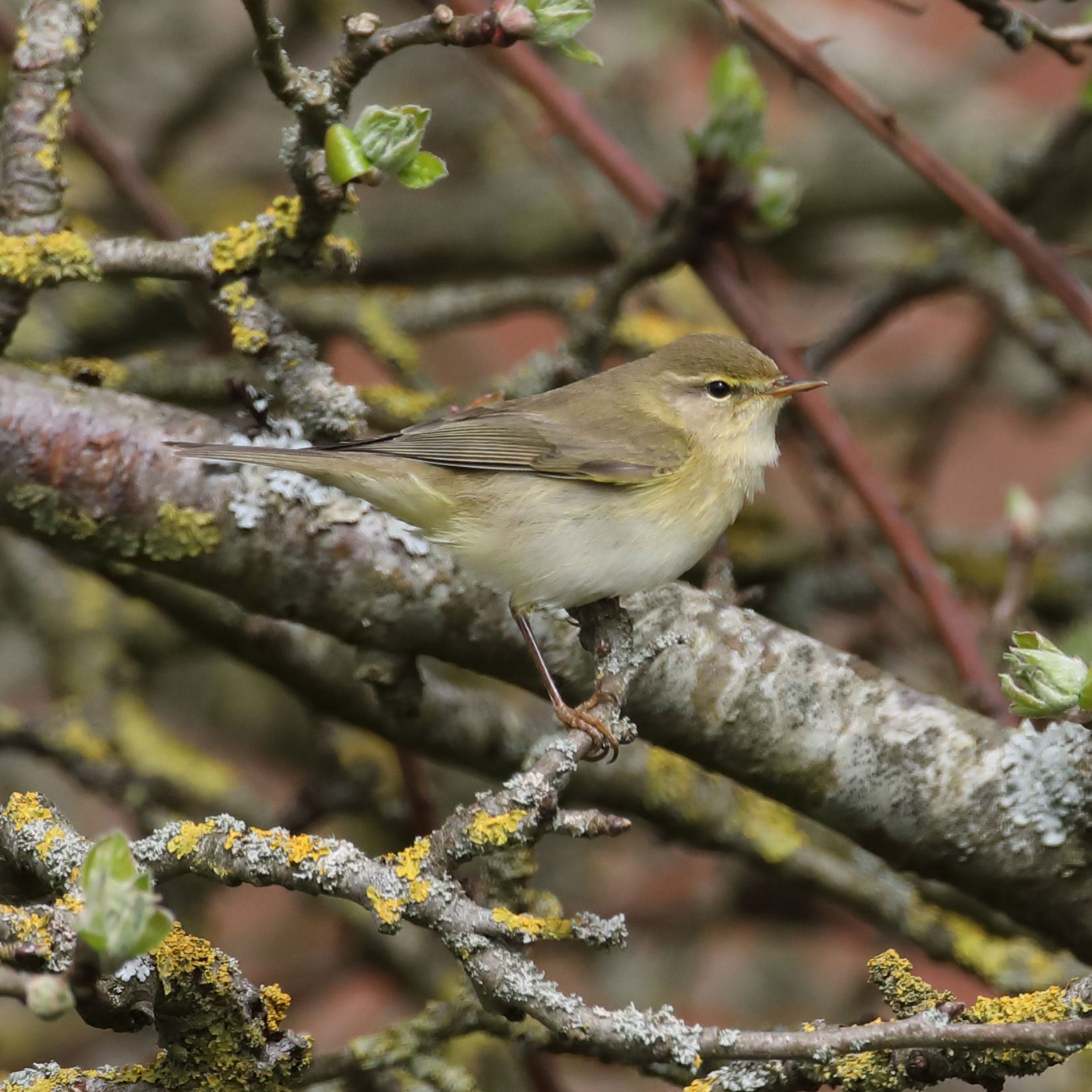 Willow Warbler