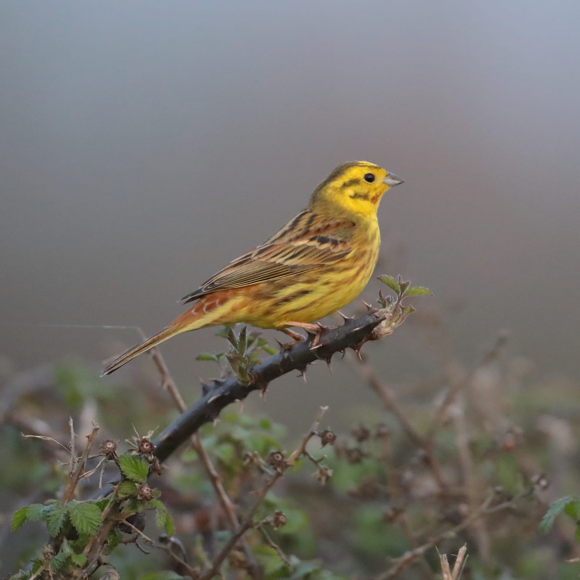 Yellowhammer