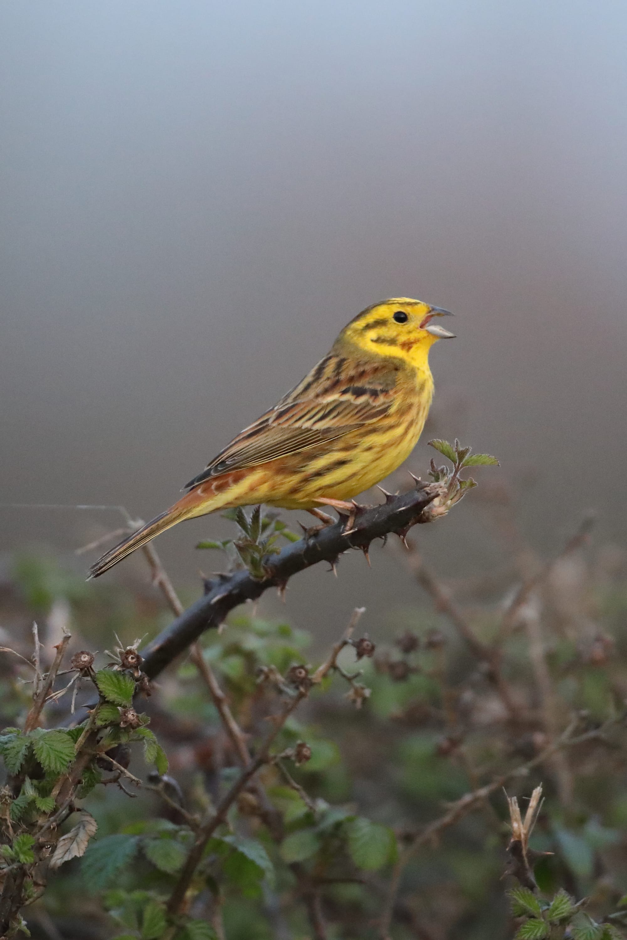 Yellowhammer