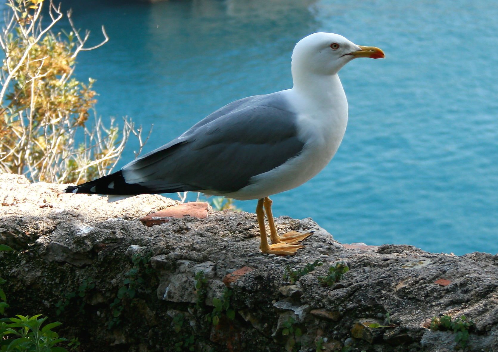 Yellow-legged Gull