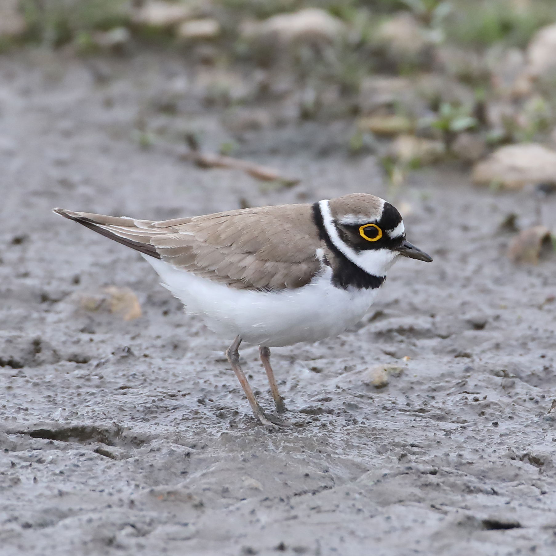 Little Ringed Plover