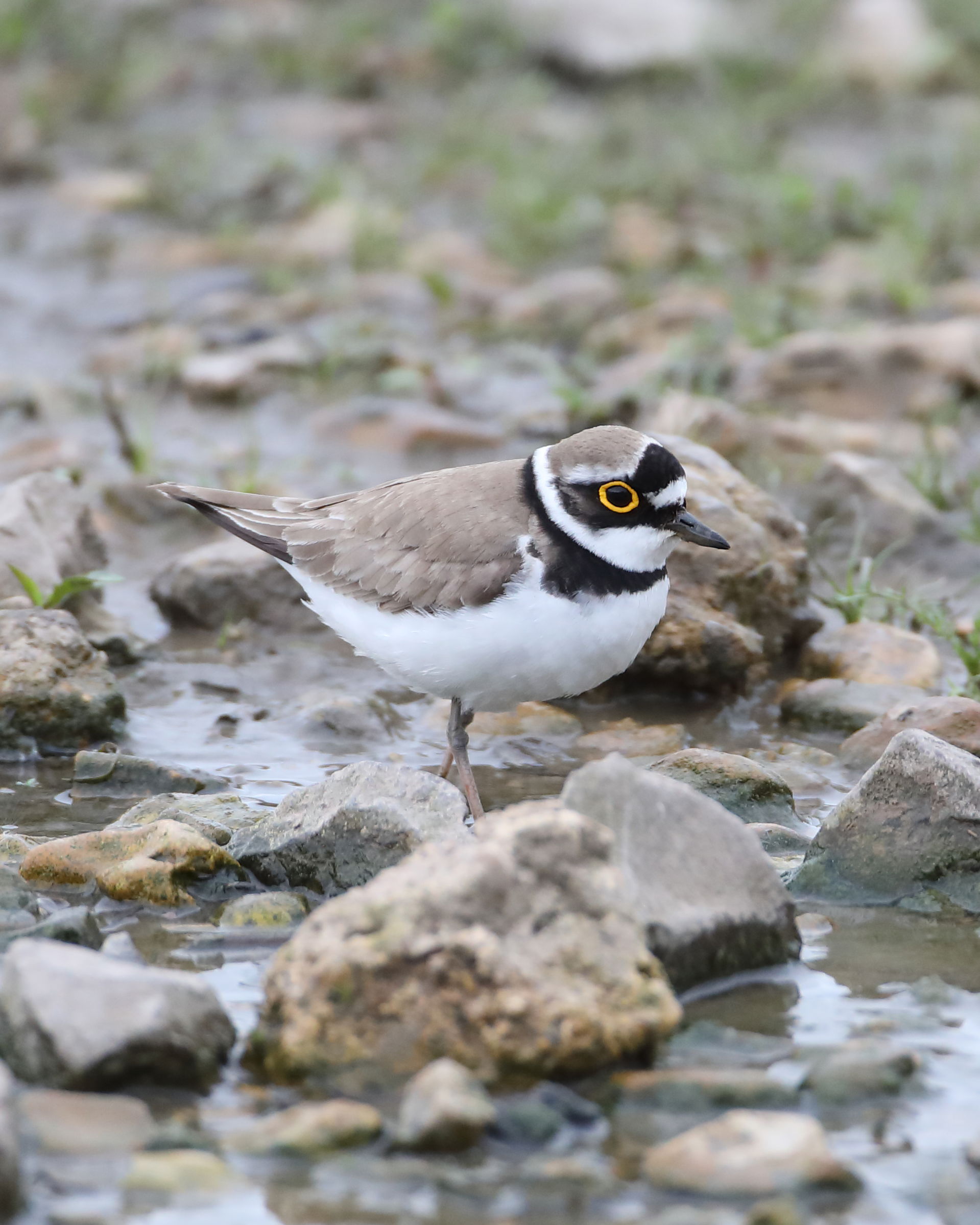 Little Ringed Plover