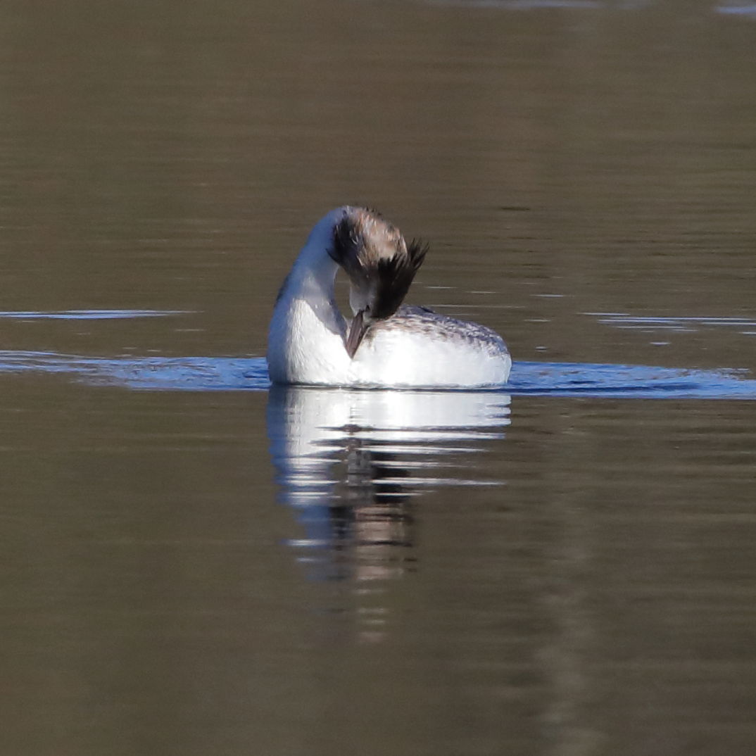 Great Crested Grebe