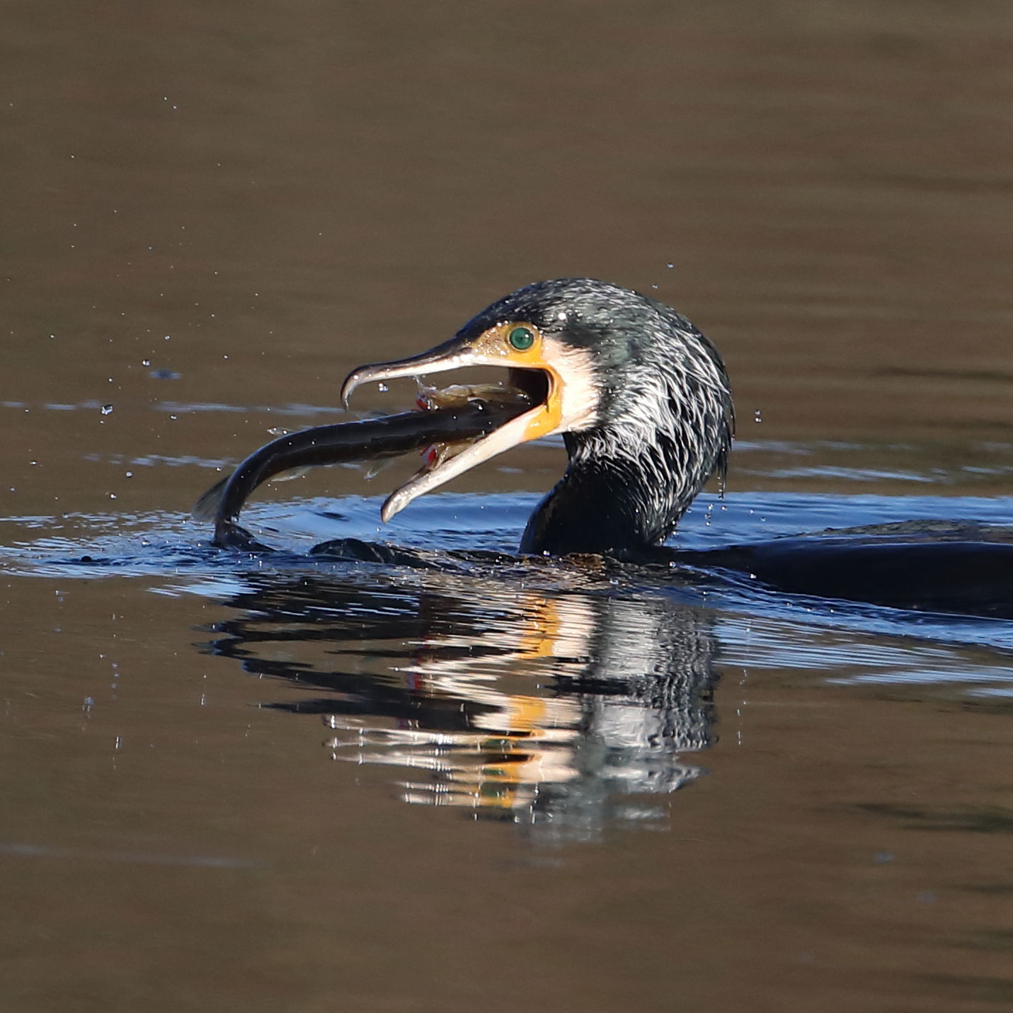 Great Cormorant