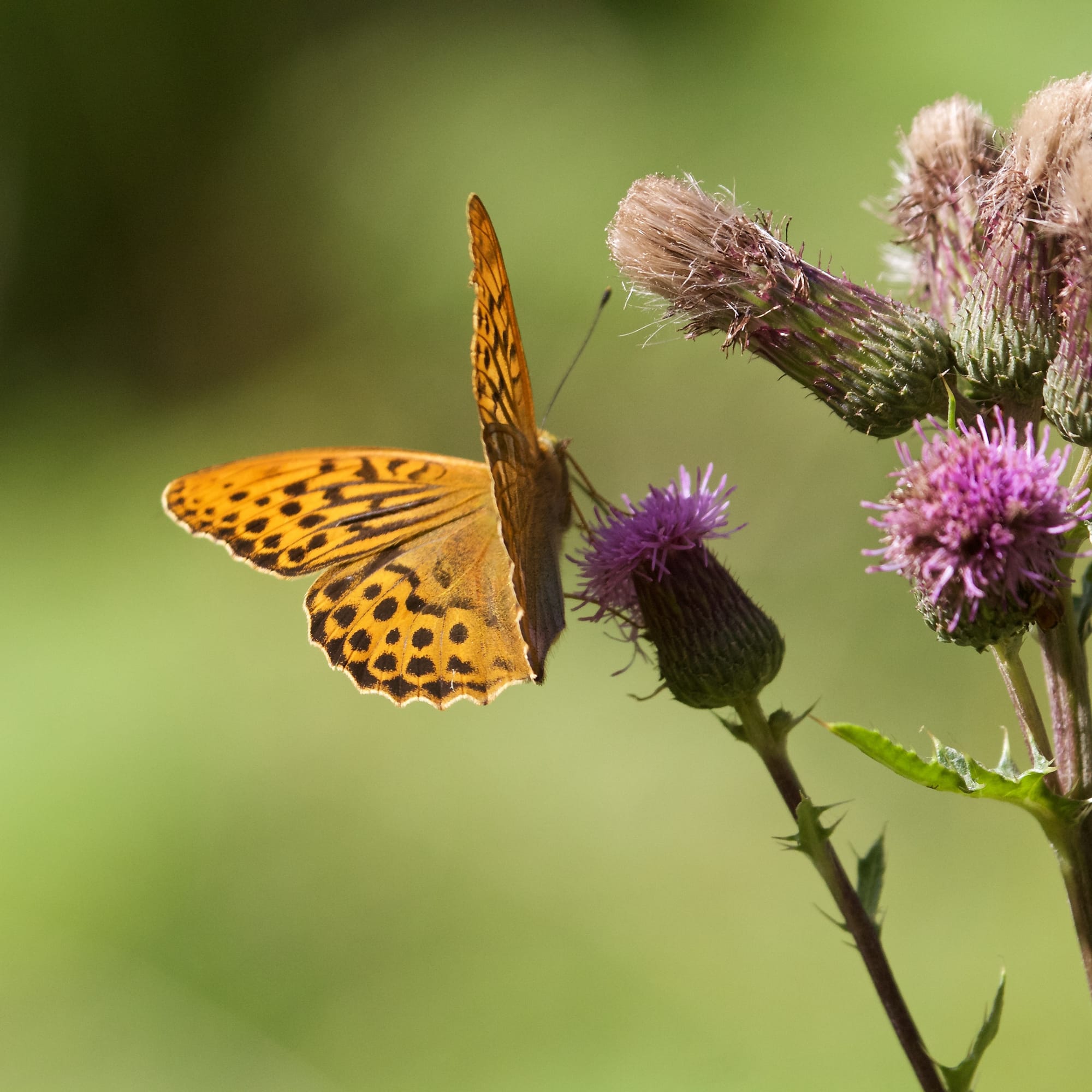 Silver-washed Fritillary