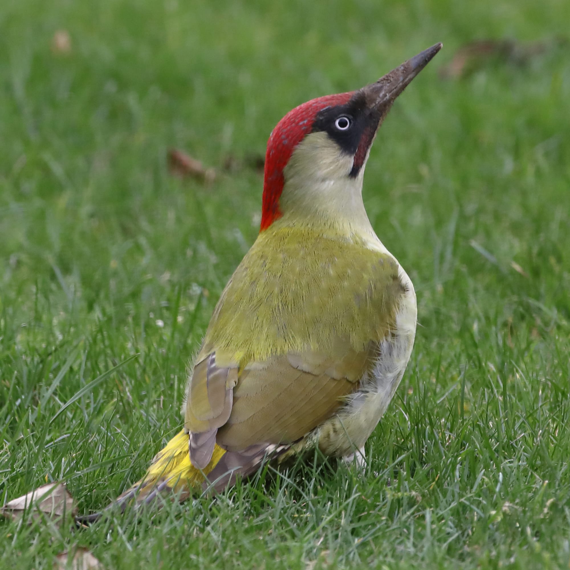 Green Woodpecker