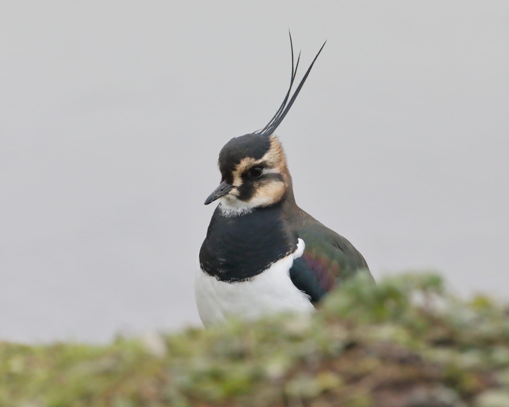 Lapwing