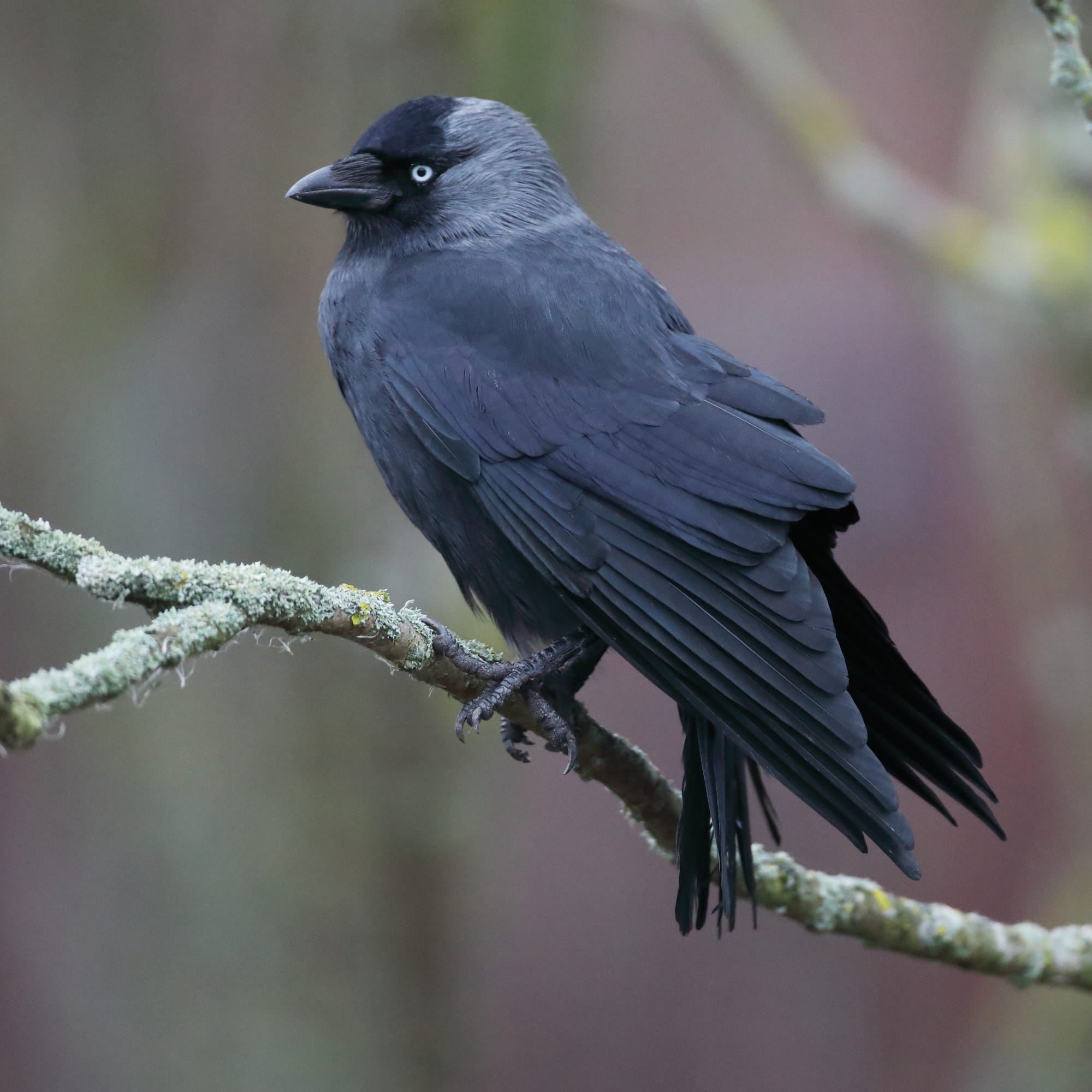 Jackdaw