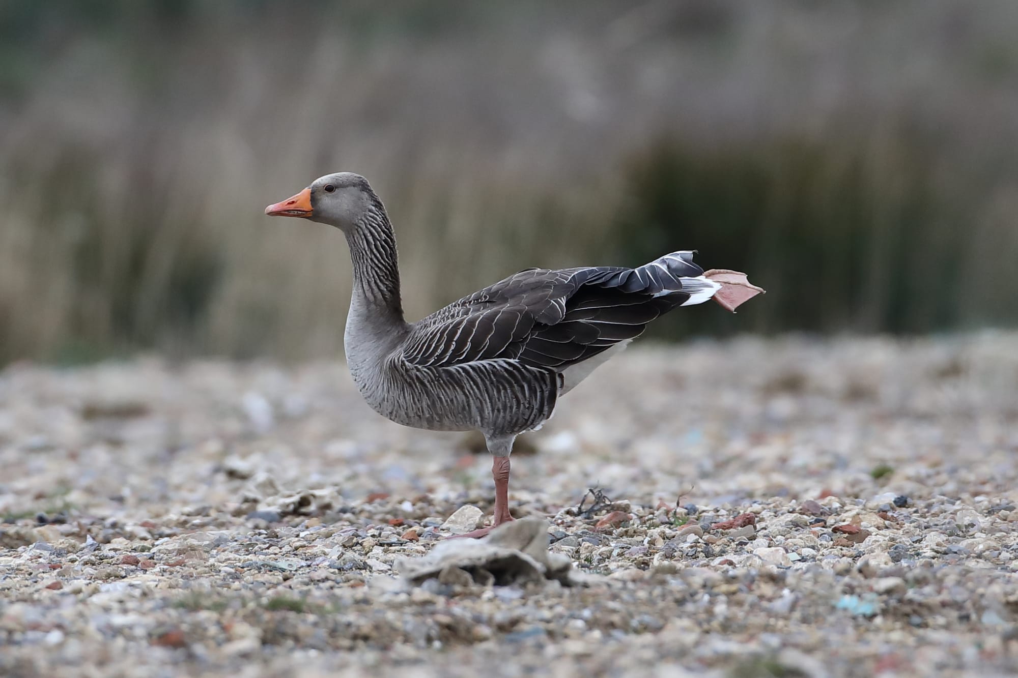 Greylag Goose