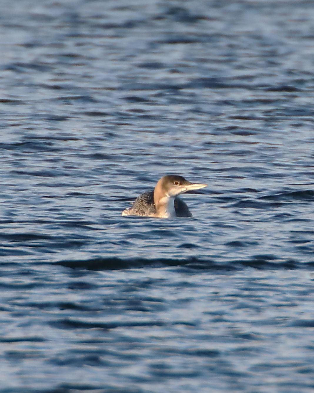 Great Northern Diver