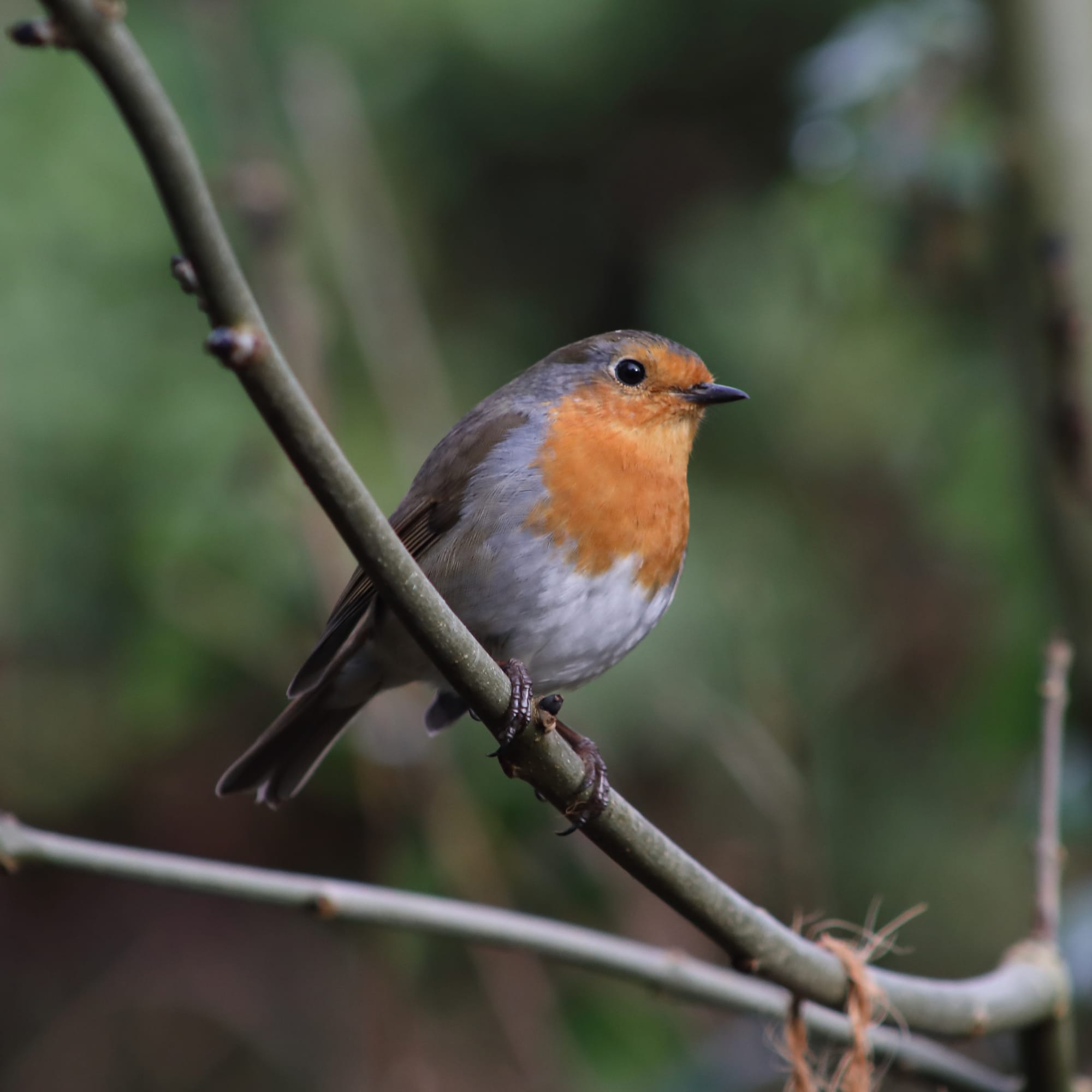 Robin