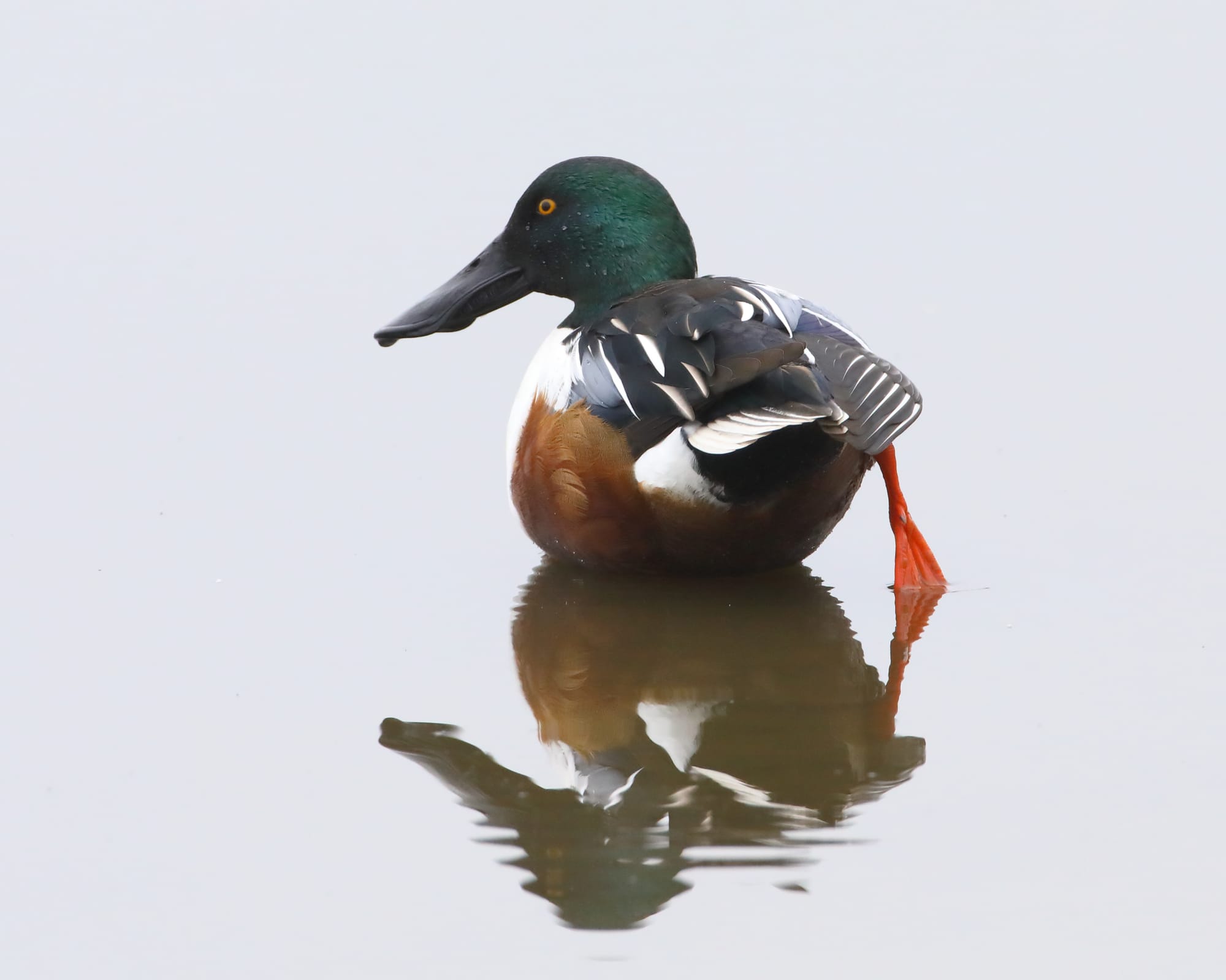 Shoveler