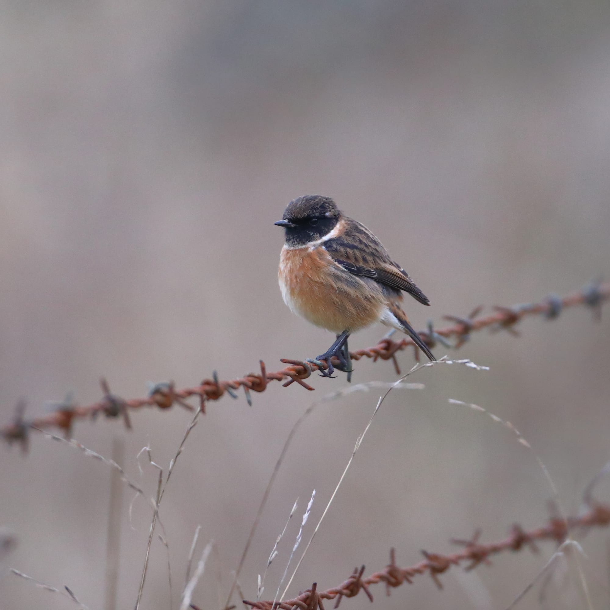 Stonechat