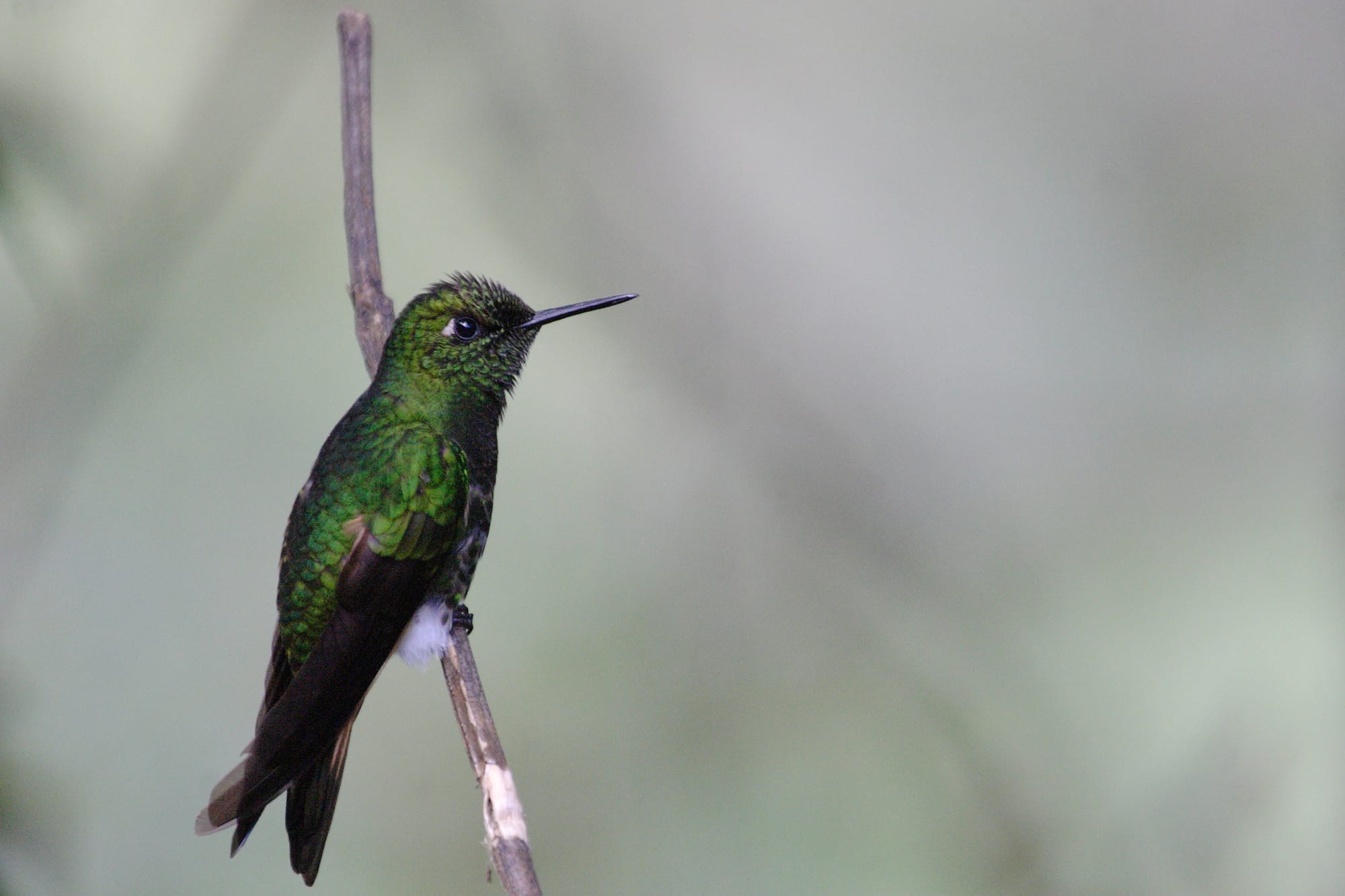 Buff-tailed Coronet