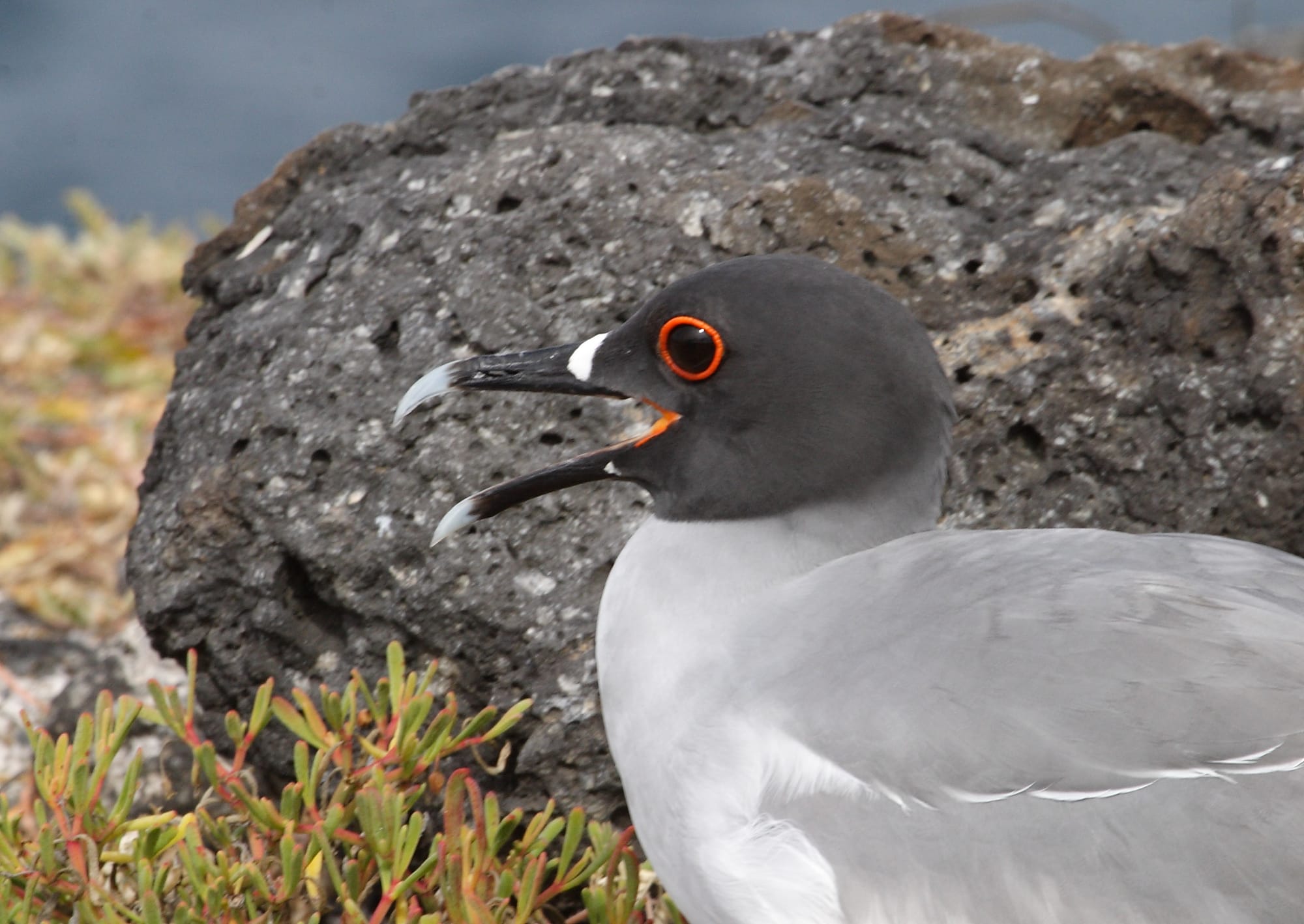 Swallow-tailed Gull