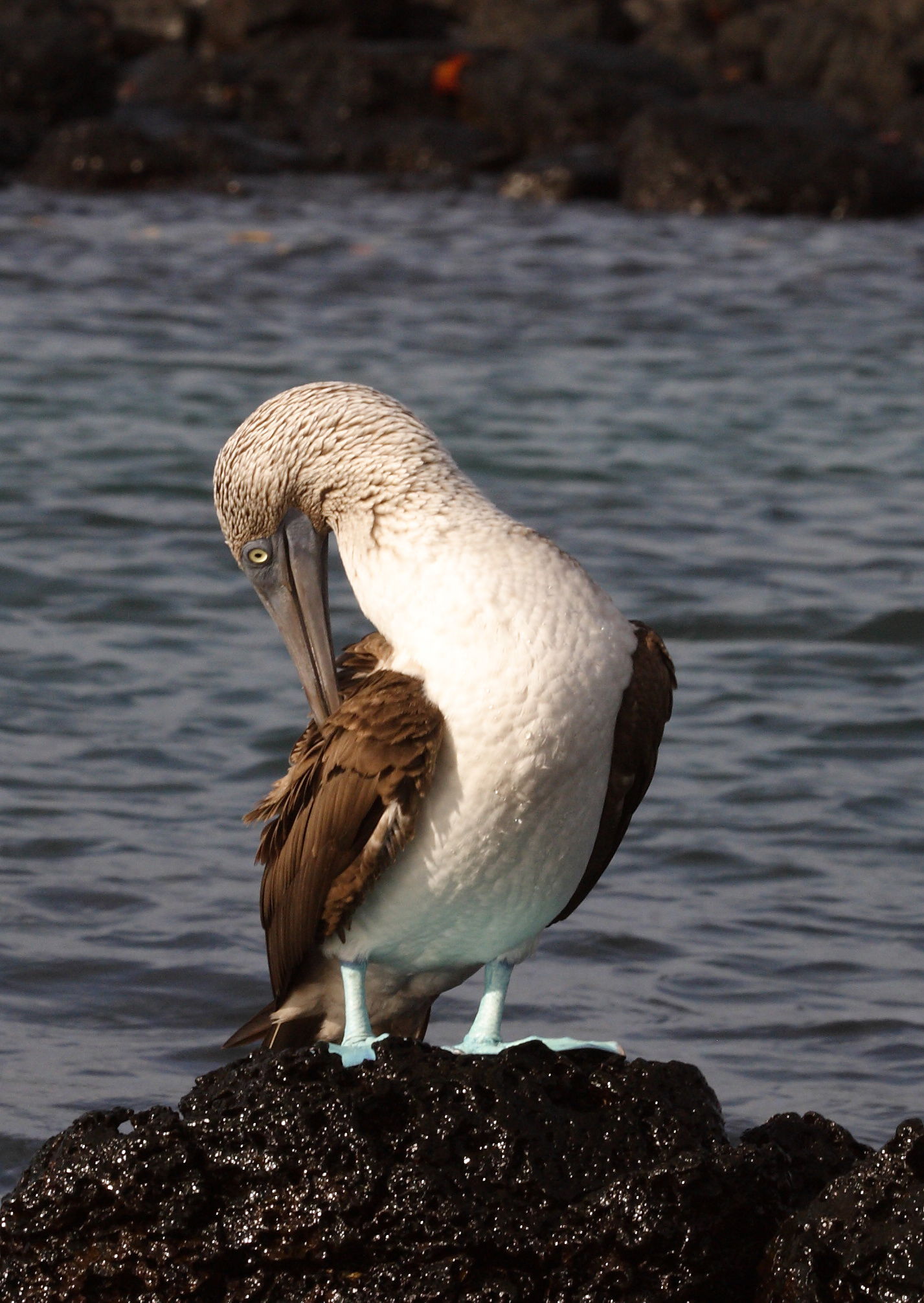 Blue-footed Booby