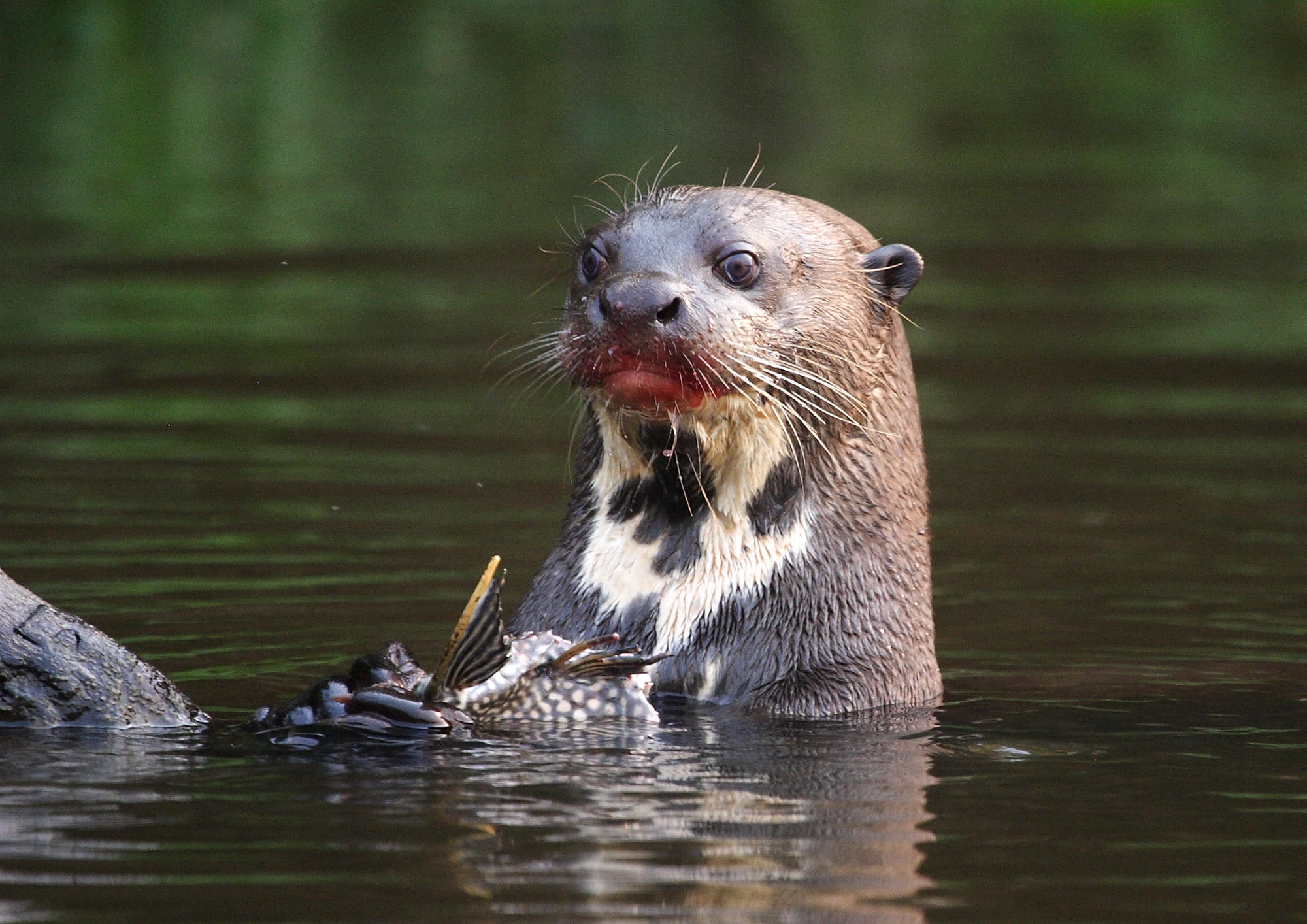 Giant Otter