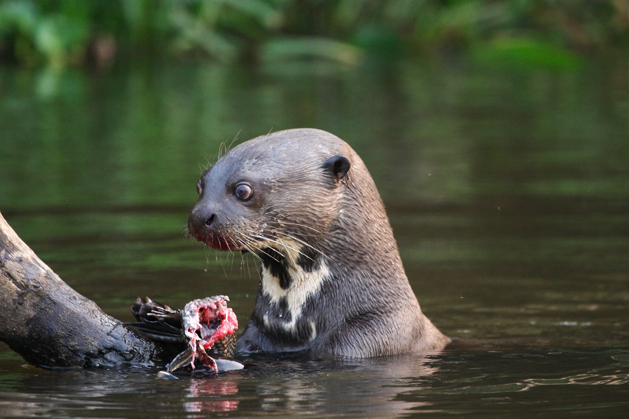 Giant Otter