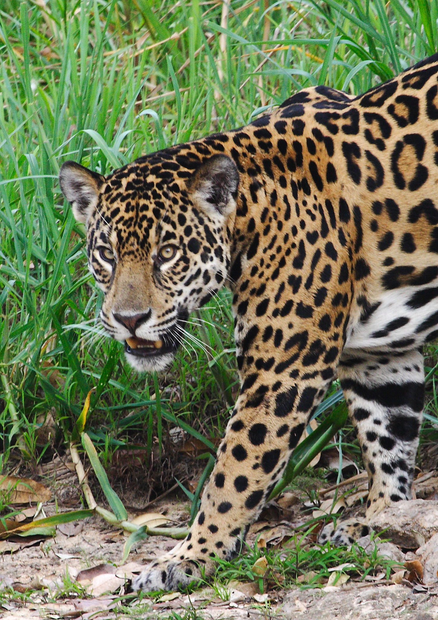 Jaguar