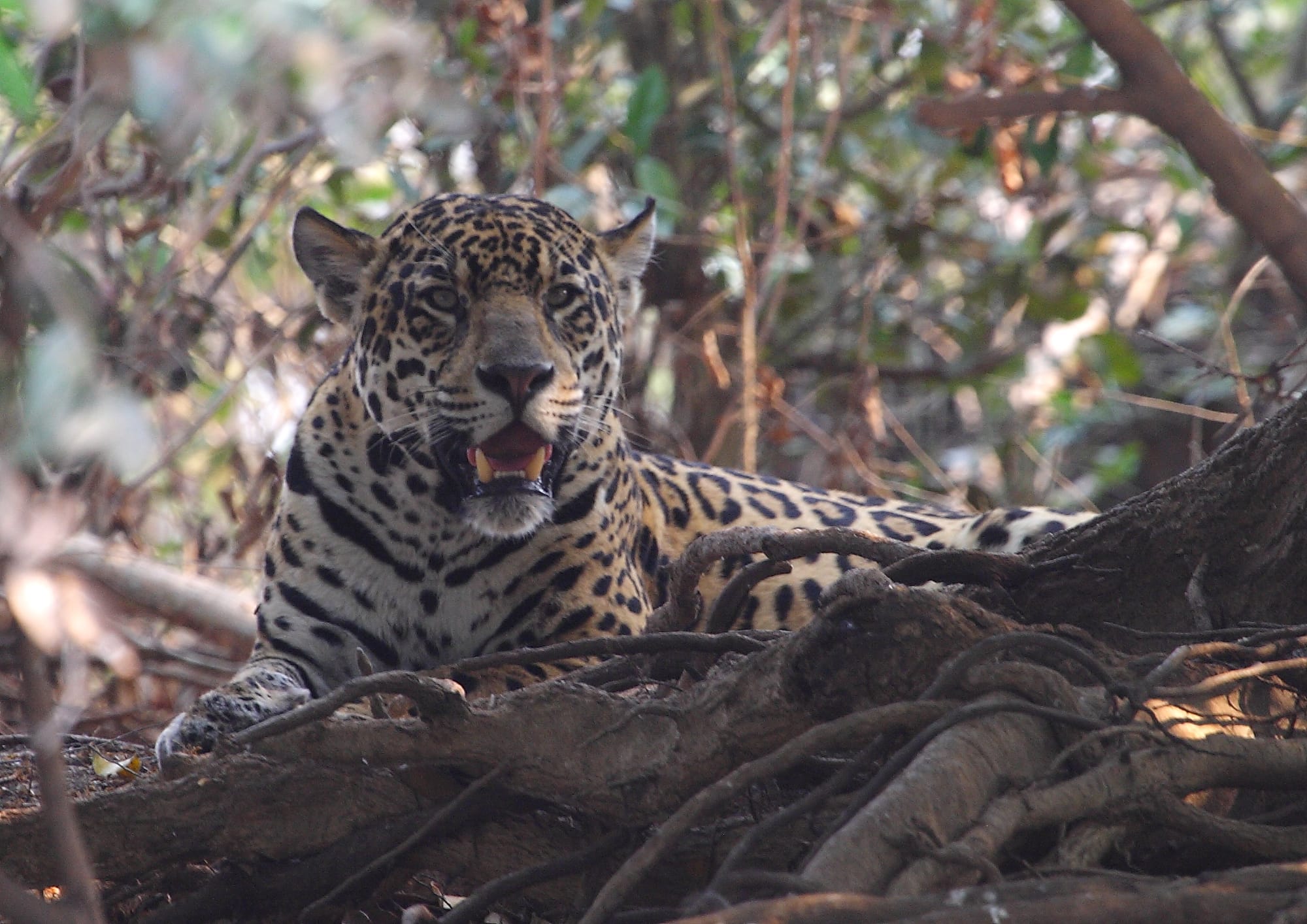 Jaguar