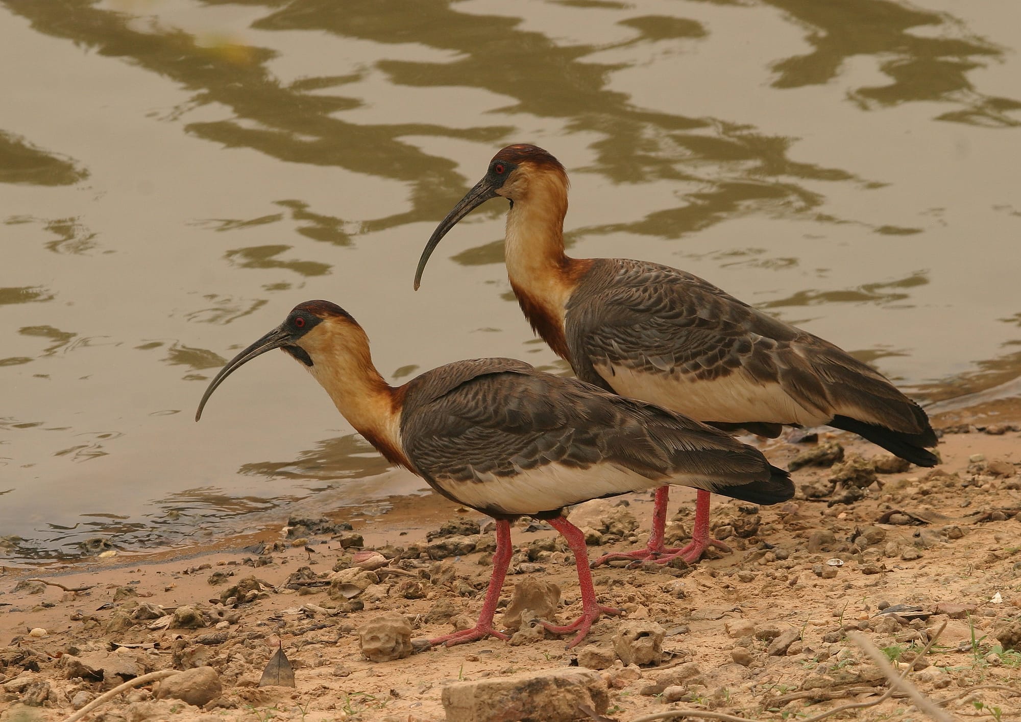 Buff-necked Ibis