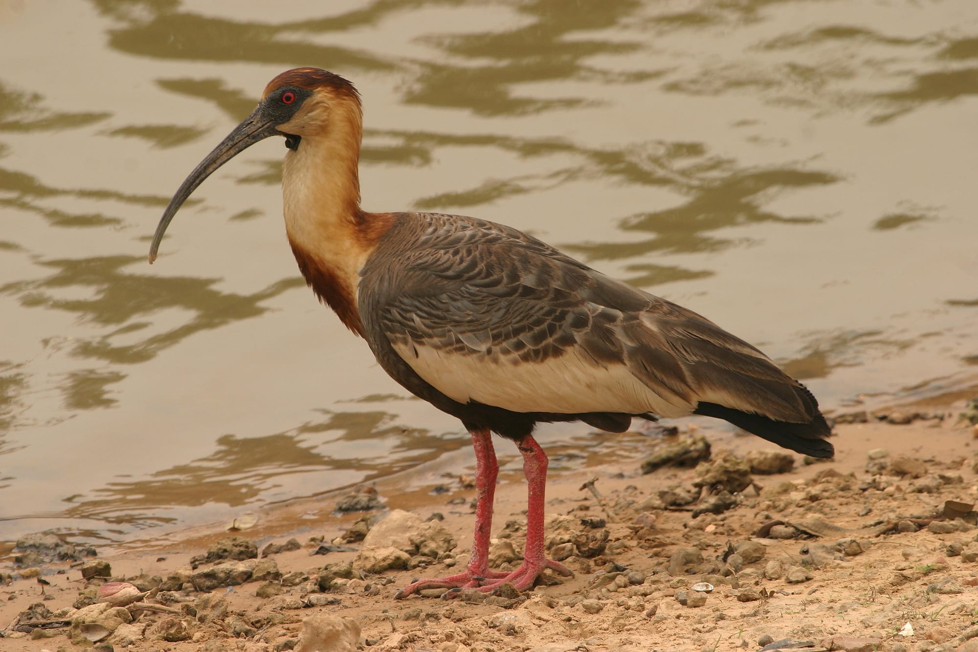 Buff-necked Ibis