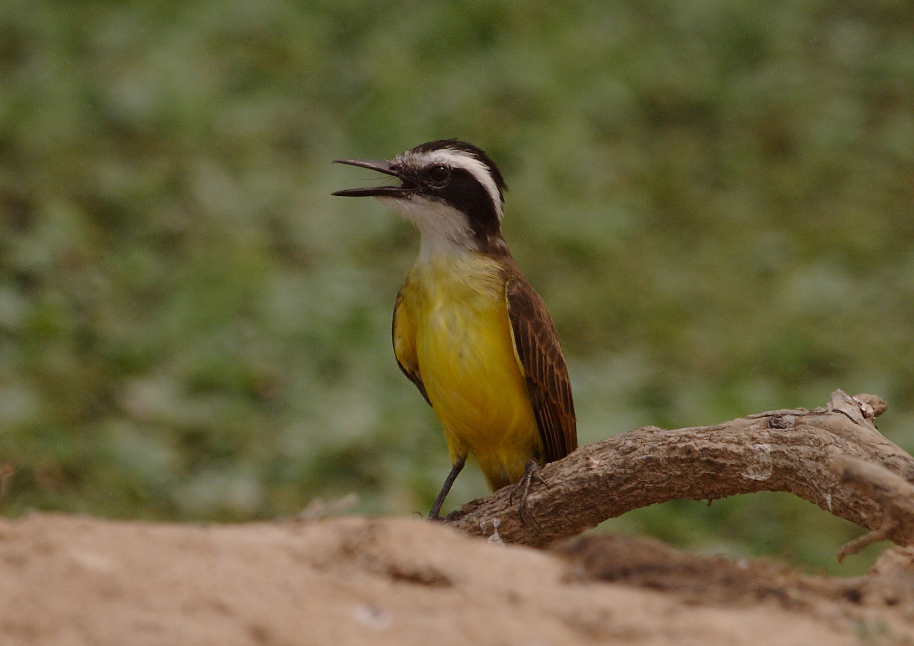 Lesser Kiskadee
