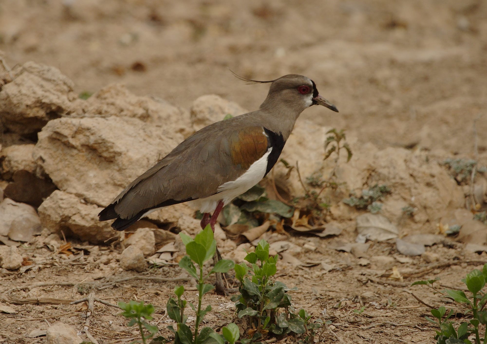 Southern Lapwing