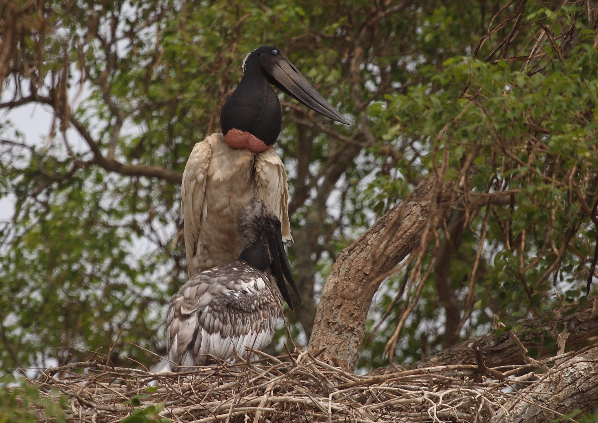 Jabiru Stork