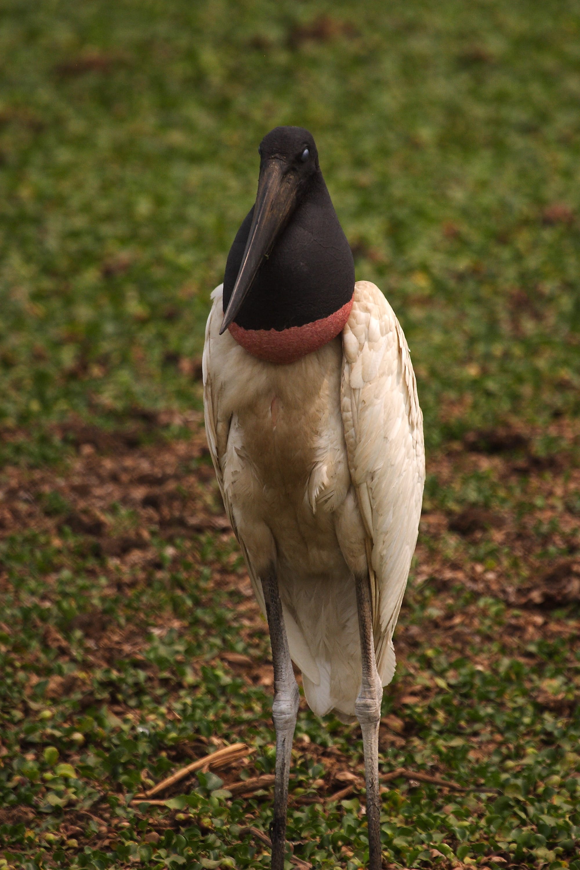 Jabiru Stork