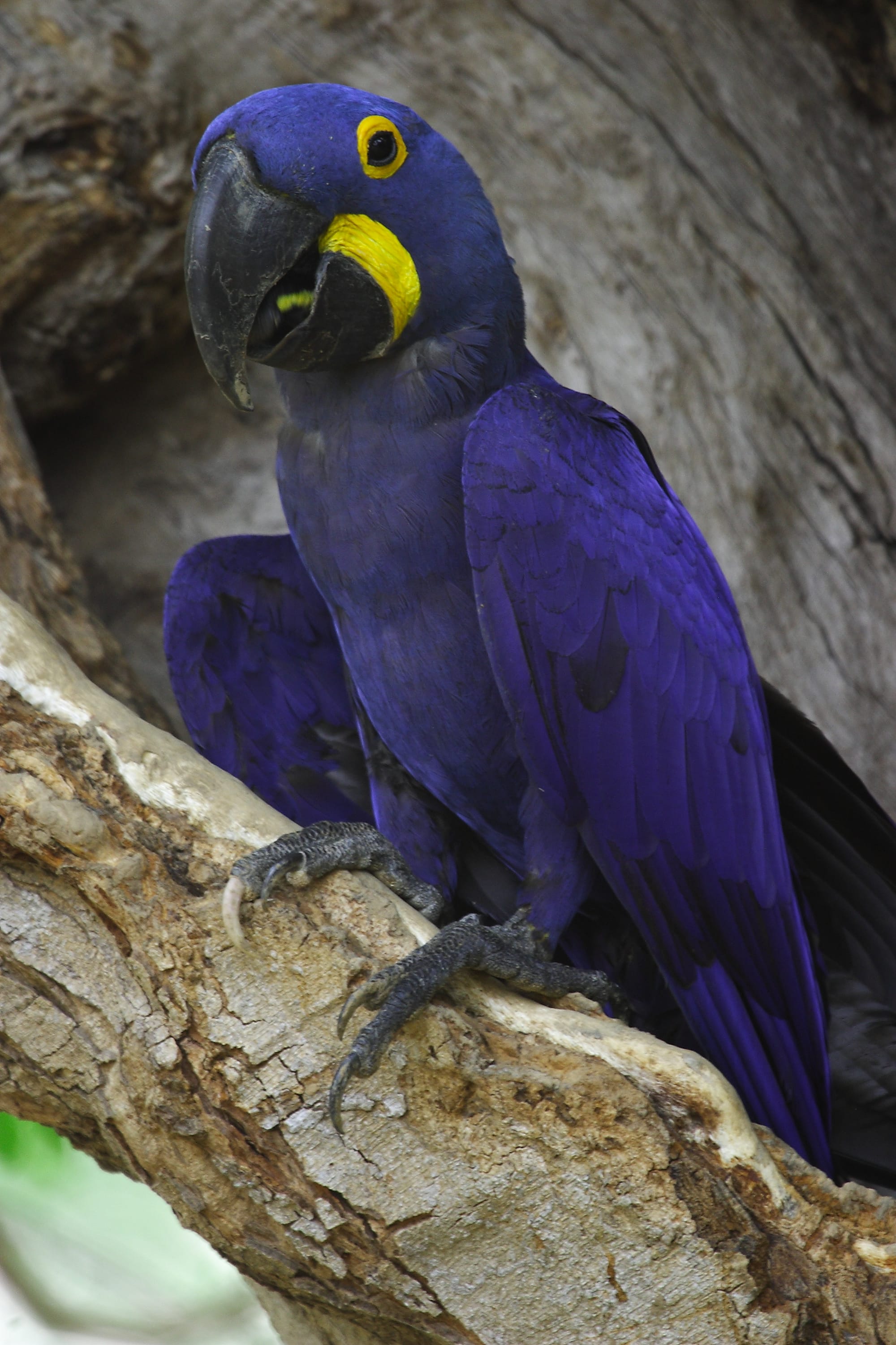 Hyacinth Macaw