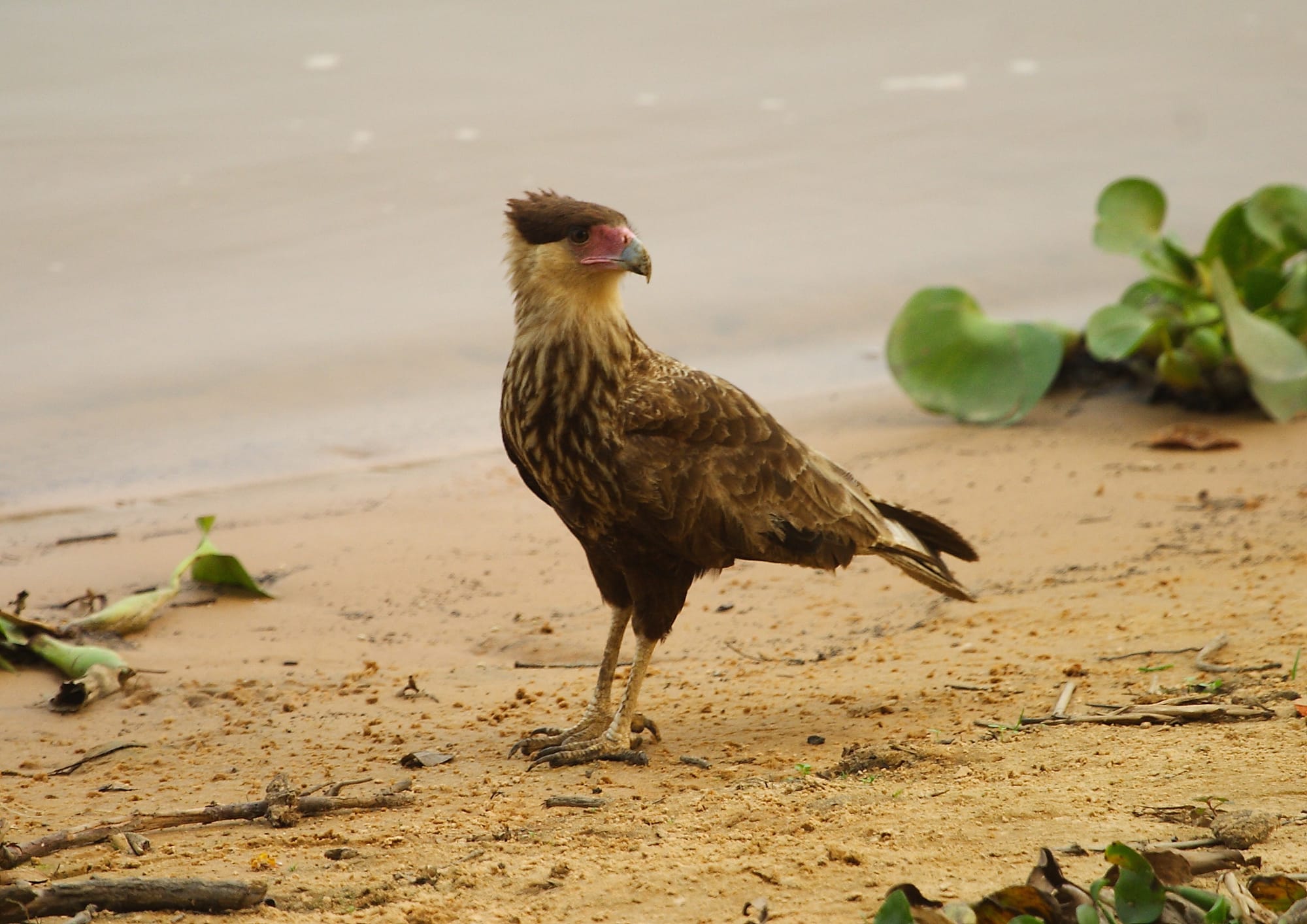 Southern Caracara