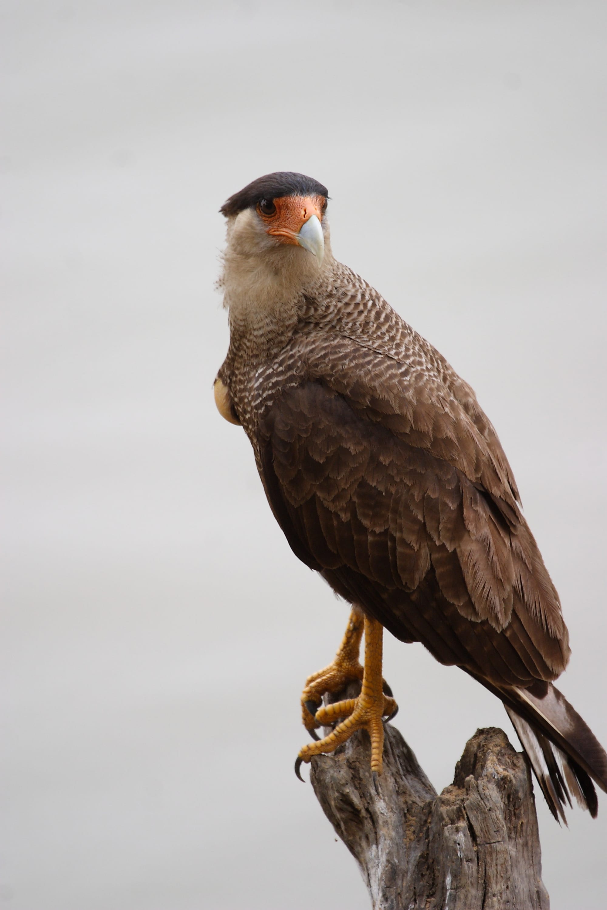 Southern Caracara