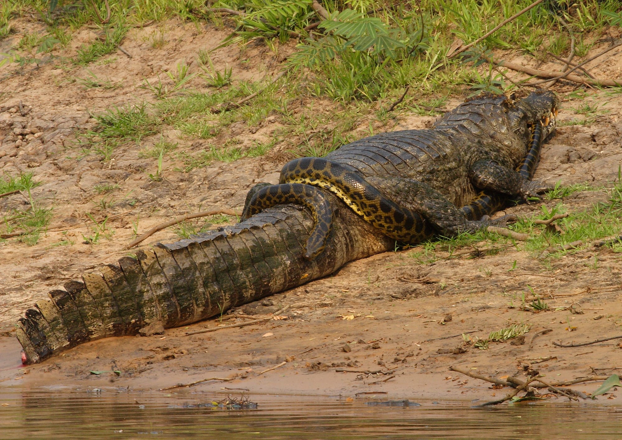 Caiman and Anaconda