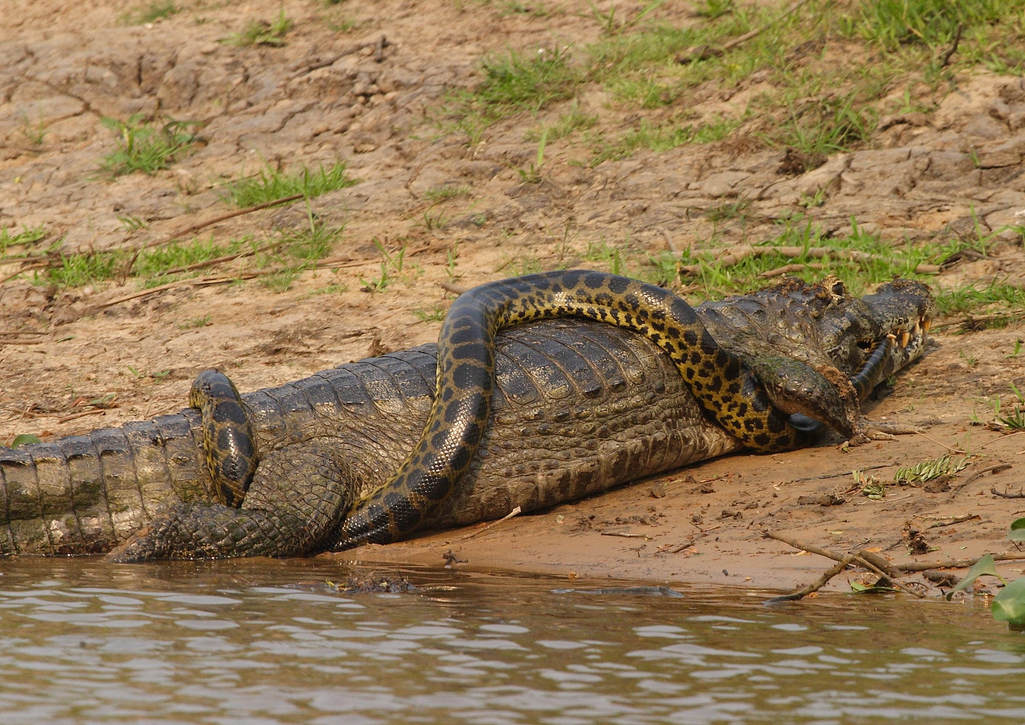 Caiman and Anaconda