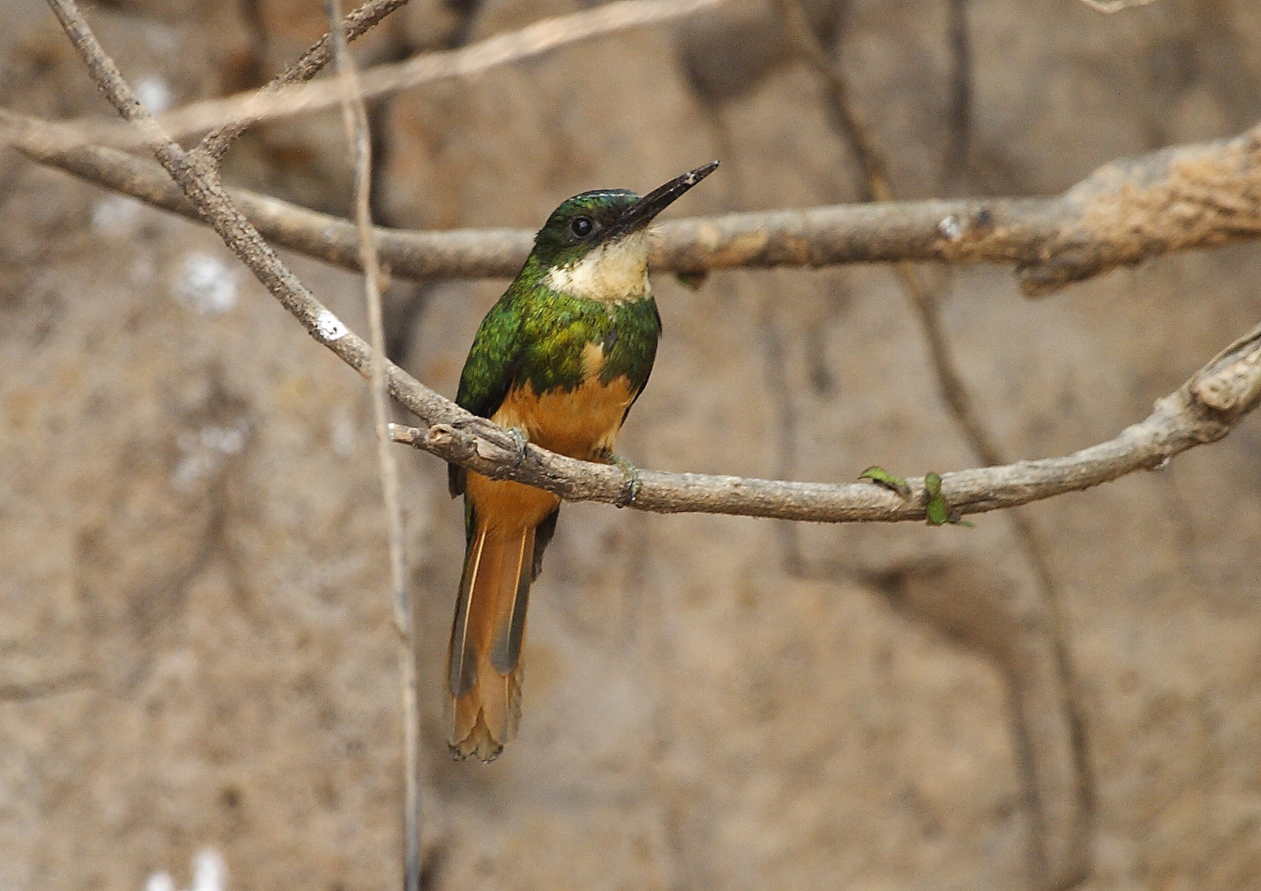 Rufous-tailed Jacamar