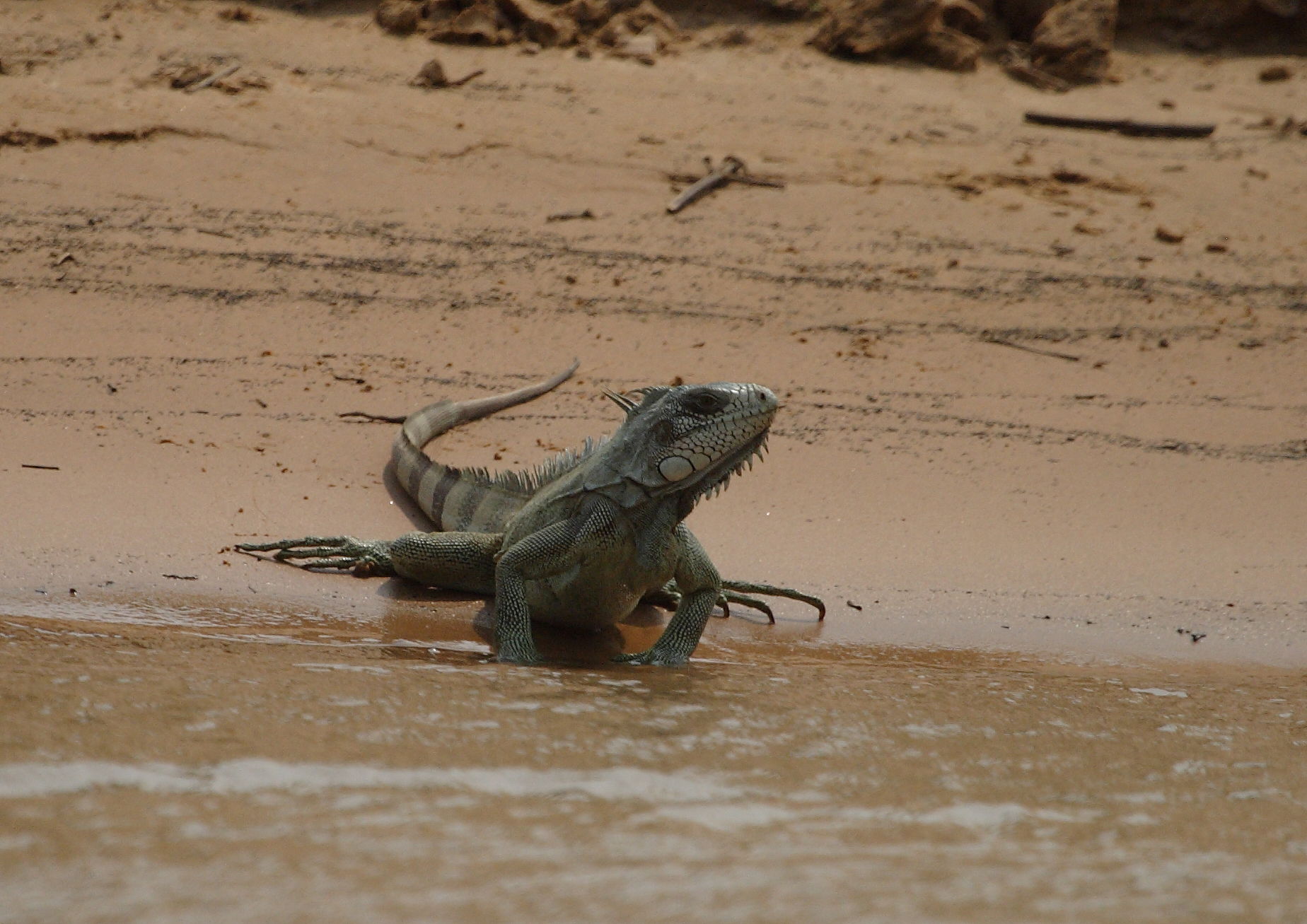 Iguana