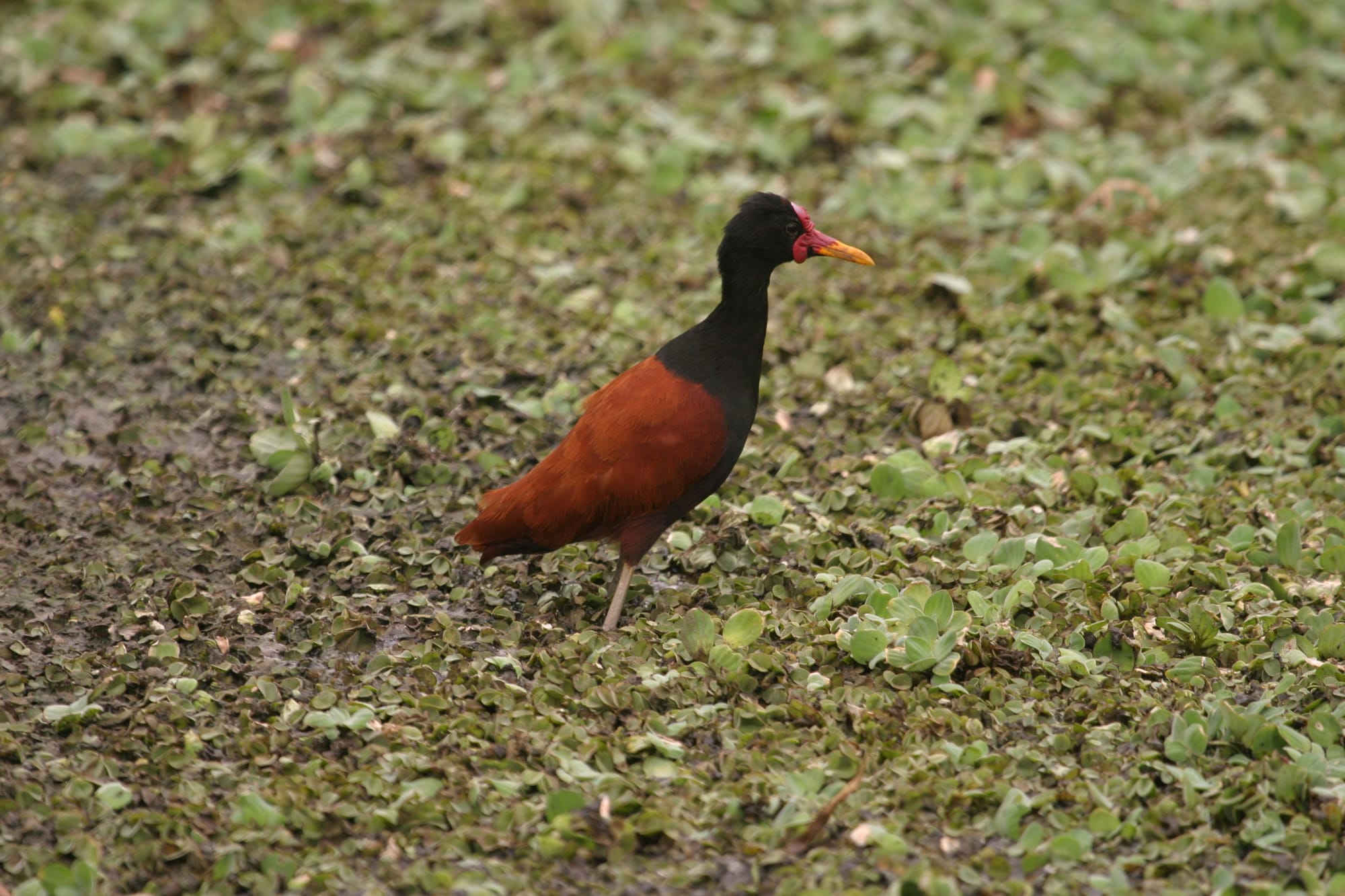 Wattled Jacana