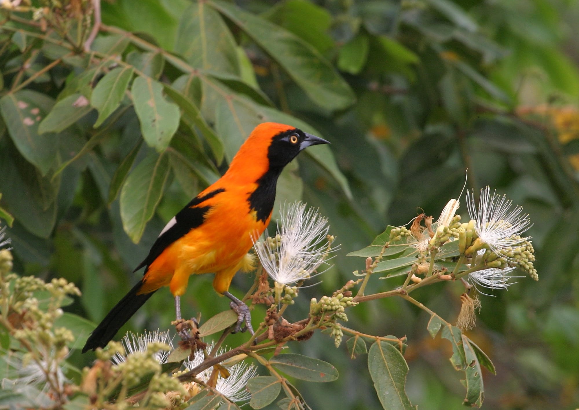 Orange-backed Troupial