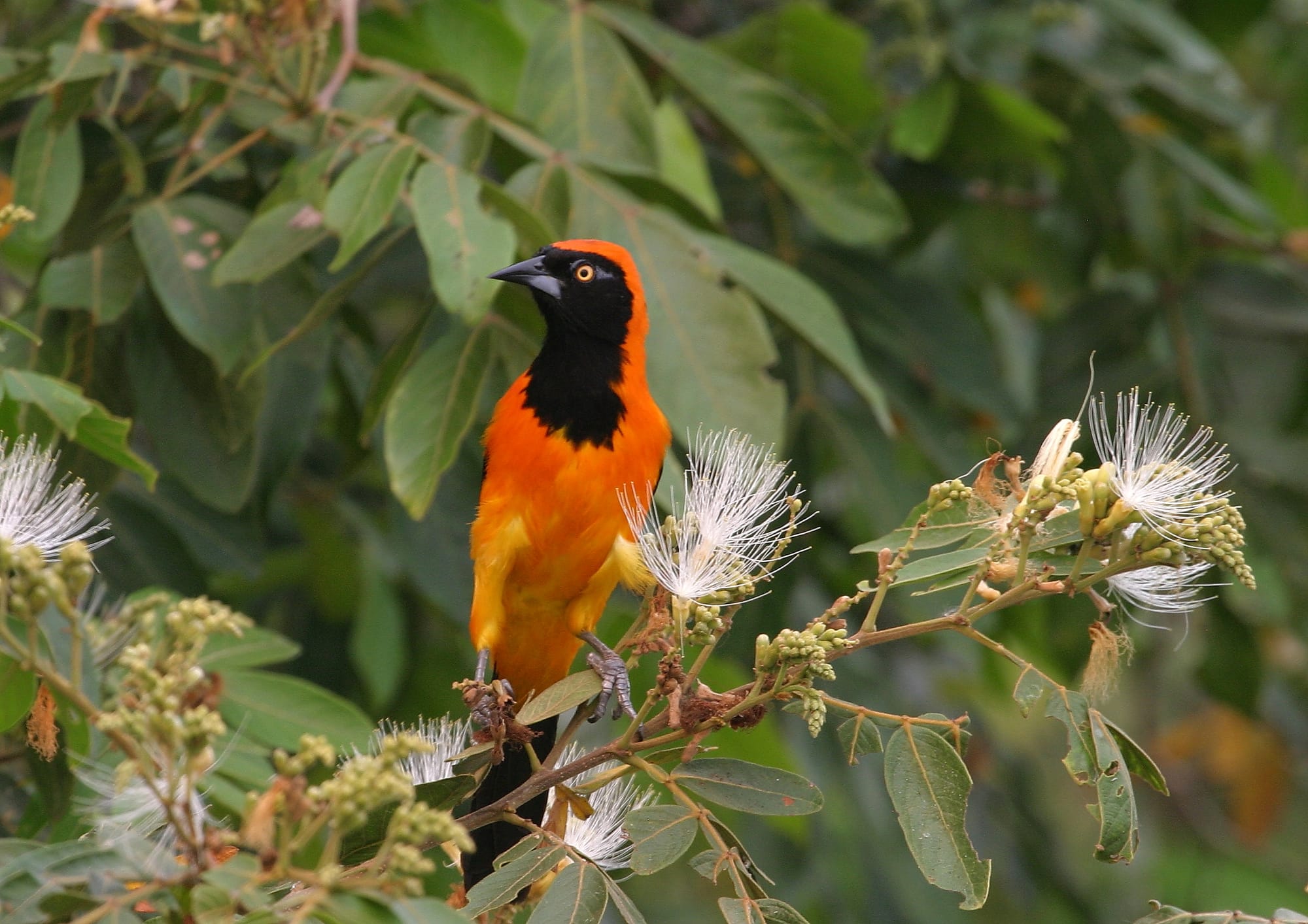 Orange-backed Troupial