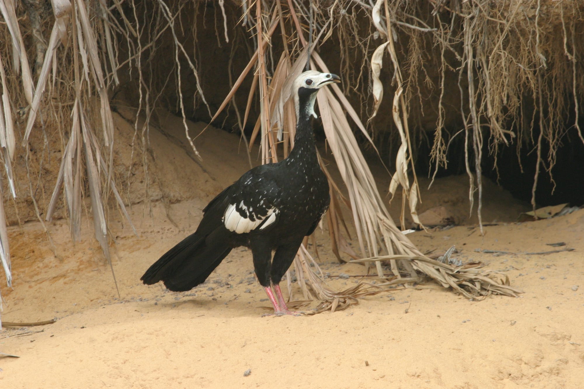 Blue-throated Piping Guan