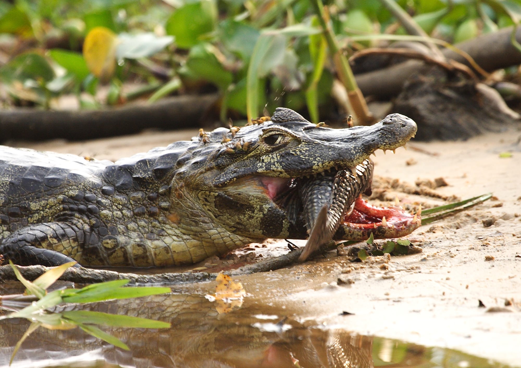 Spectacled Caiman