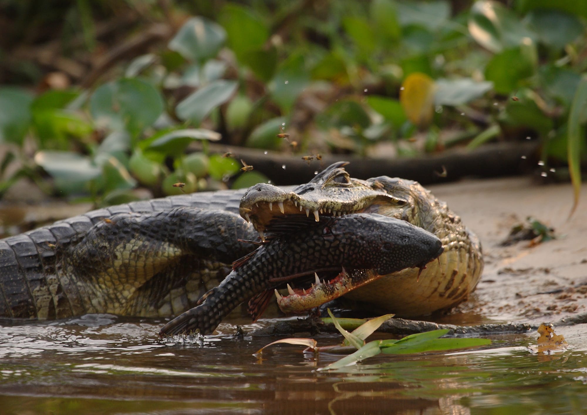 Spectacled Caiman